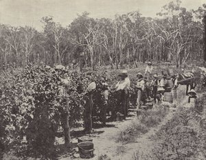 Málnaszedők munkában, Wandin Yallock alkotó: English Photographer