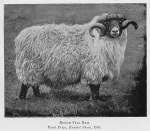 Rough Fell Ram, első díj, Kendal Show alkotó: English Photographer