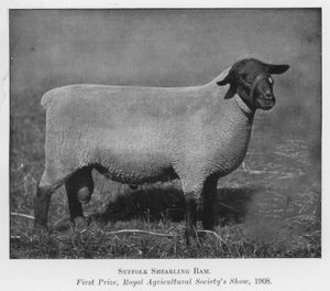 Suffolk Shearling Ram, első díj, Királyi Mezőgazdasági Társaság kiállítása alkotó: English Photographer