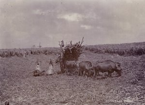 Cukorültetvény, Barbados, 1880 alkotó: English Photographer