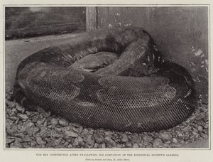 A Boa Constrictor, miután lenyelte társát a Zoological Society Gardensben alkotó: English Photographer