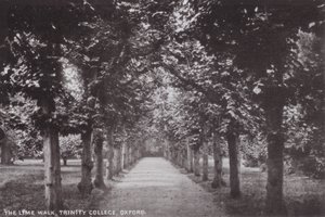 A Lime Walk, Trinity College, Oxford alkotó: English Photographer