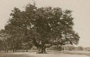 The Major Oak, Sherwood Forest alkotó: English Photographer