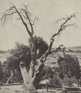 Mamre tölgye; Abraham Oak, ahol Ábrahám felütötte sátrát és oltárt épített alkotó: English Photographer