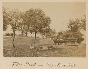 A Park – One Tree Hill, Greenwich alkotó: English Photographer