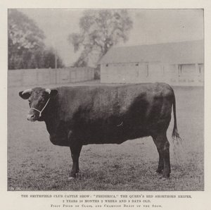 A Smithfield Club Cattle Show, Frederica, a Queens Red Shorthorn üsző, 2 éves 10 hónapos 2 hetes és 3 napos