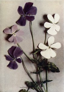Viola Cornuta három fajtája (színes fotó) alkotó: English Photographer