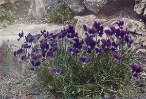 Viola Gracilis (színes fénykép) alkotó: English Photographer