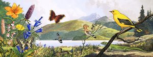 Közép-Európa élővilága, illusztráció a 