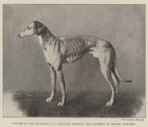 A Waterloo Kupa győztese, Fabulous Fortune, Messers Fawcett tulajdona alkotó: English Photographer