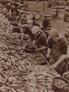 Heringet hasító és tisztító nők Great Yarmouthban (fekete-fehér fotó) alkotó: English Photographer