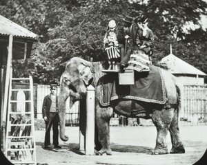 Állatkert, Regents Park: elefánt felnőttekkel és gyerekekkel lovagolni, Londoni Állatkert, 1894 alkotó: English Photographer
