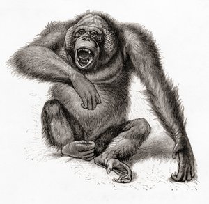 Borneói orangután, Pongo pygmaeus, más néven orangután, orangutang vagy orang-utang. A Meyers Lexikonból, kiadva 1924-ben (nyomtatásban). alkotó: English School