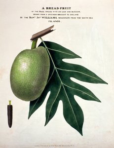 Kenyér-gyümölcs, 1825 körül (kézzel színezett litho) alkotó: English School