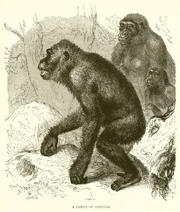 Gorilla család alkotó: English School
