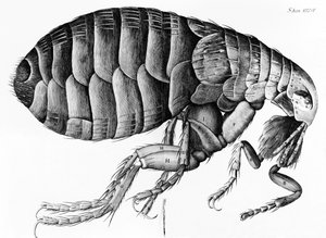 Bolha Robert Hooke (1635-1703) mikroszkópos megfigyeléséből, 1665 alkotó: English School