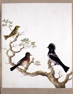 Egy arany tarajos ökör, egy dartfordi poszáta és egy rózsaszínű rigó vagy Ouzel, 1824 (wc papíron) alkotó: English School