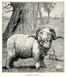 Egy marinói juh (metszet) alkotó: English School