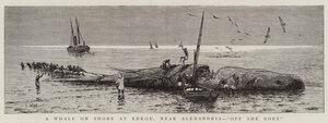 Egy bálna a parton Edkouban, Alexandria közelében, "Off She go" (metszet) alkotó: English School