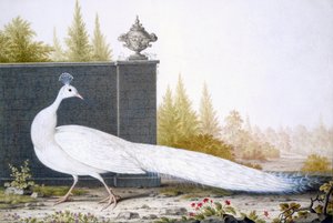 Egy fehér borsó alkotó: English School