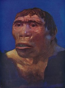 A Java Man rekonstrukciója alkotó: English School