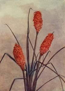 Pompás fáklyavirág, Kniphofia Corallina Superba (színes litográfia) alkotó: English School