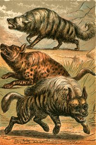 Aard Wolf, Foltos hiéna és csíkos hiéna alkotó: English School