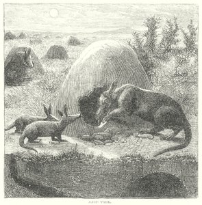Aardvark (metszet) alkotó: English School