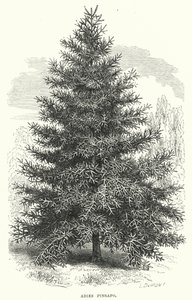 Abies Pinsapo (metszet) alkotó: English School