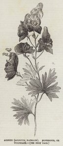 Aconite (Aconitum Napellus), Monkshood vagy Wolfsbane (metszet) alkotó: English School