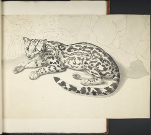 Adja hozzá az MS 11807 f.9 Tyger Cat-et a „Rajzok, nagy méretben, indiai tintával és ceruzával, különféle állatokról és madarakról” (indiai tinta papíron) alkotó: English School