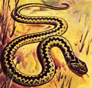 Vipera alkotó: English School