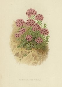 Aethiona pulchellum alkotó: English School