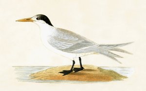 Szövetséges csér, Charles Robert Bree (1811-86) 1867-ben megjelent „A History of the Birds of the Birds of Europe Not Observed in the British Isles” című művéből.