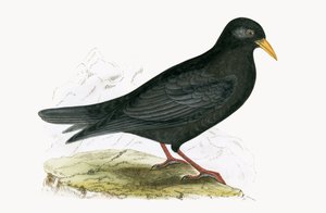 Alpine Chough, Charles Robert Bree (1811-86) 1867-ben megjelent „Európa madarainak története, amelyeket nem figyeltek meg a Brit-szigeteken” című művéből. alkotó: English School