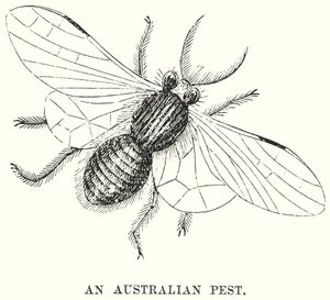 Egy ausztrál pestis (metszet) alkotó: English School