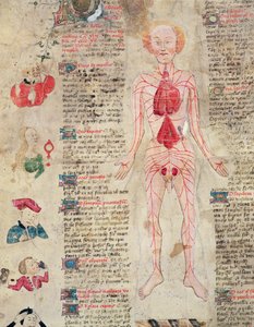 Anatómiai diagram, John Arderne De arte phisicali e de cirugia című művéből, 1412 alkotó: English School