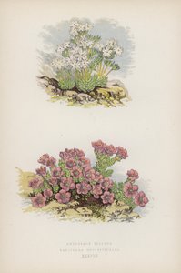 Androsace Villosa; Saxifraga Oppositefolia (színes litho) alkotó: English School