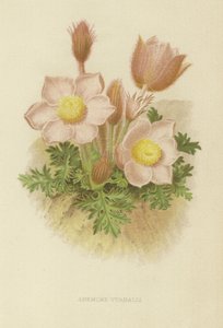 Anemone vernalis alkotó: English School