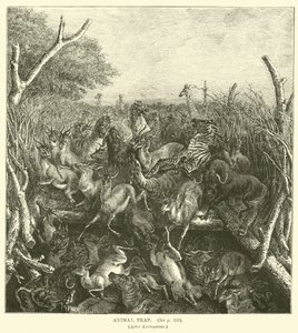 Állatcsapda, Livingstone nyomán alkotó: English School