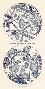 Animalcules és Infusoria vízben (színes litográfia) alkotó: English School