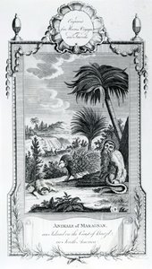 Animals of Maragnan, illusztráció a Moores Voyages and Travelsből, 1778 alkotó: English School