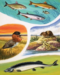 Állatok, amelyeket Oroszországban találhat alkotó: English School