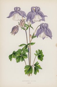 Aquilegia Alpina (színes litó) alkotó: English School