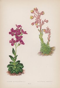 Arabis; Saxifraga Ambigua (színes litho) alkotó: English School