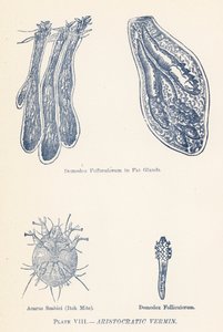 Arisztokratikus férgek (színes litográfia) alkotó: English School