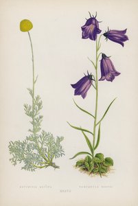 Artemisia Alpina; Campanula Hostii (színes litó) alkotó: English School