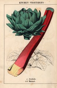 Articsóka szív és bíbor rebarbara   , a "The Instructive Picturebook, or Lessons from the Vegetable World", [Charlotte Mary Yonge], Edinburgh alkotó: English School