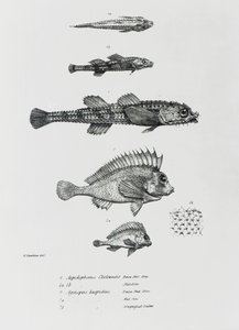 Aspidophorus Chiloensis és Agriopus Hispidus, Charles Darwin „The Zoology of the Voyage of H.M.S Beagle, 1832-36” 7. lemeze alkotó: English School