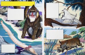 Válogatott állatok alkotó: English School